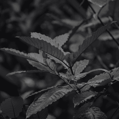 Small Box Building Better Brands with Botanicals Small Box Building Better Brands with Botanicals